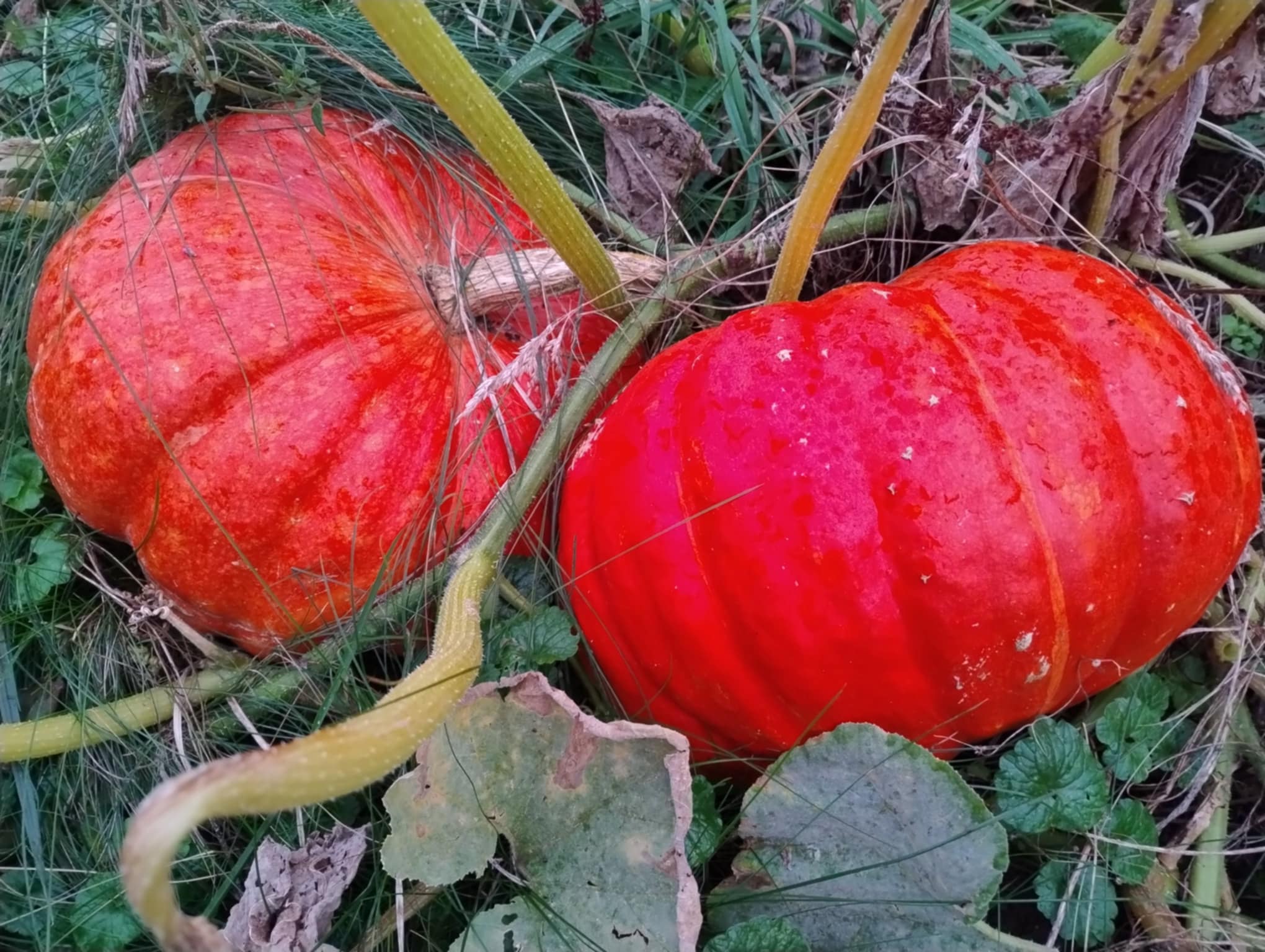 citrouilles.jpg