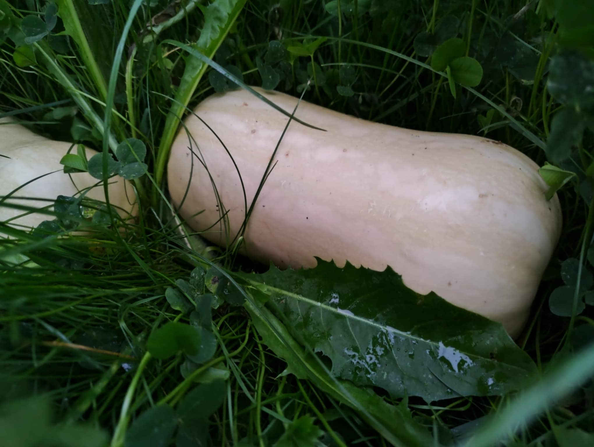 courge1.jpg