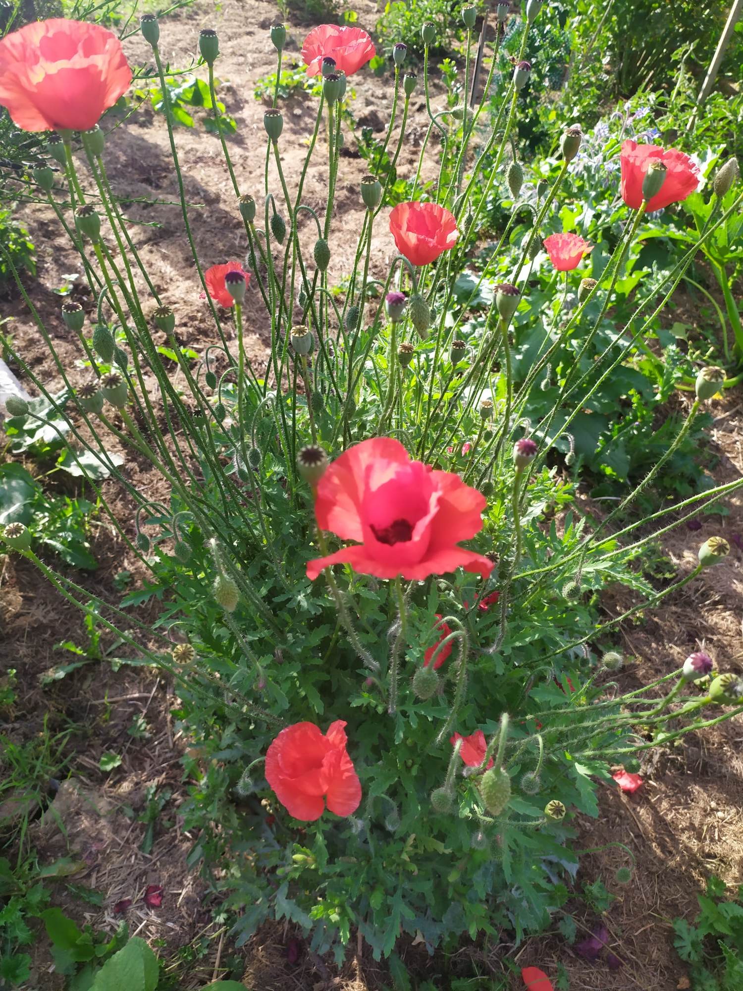 coquelicot.jpg