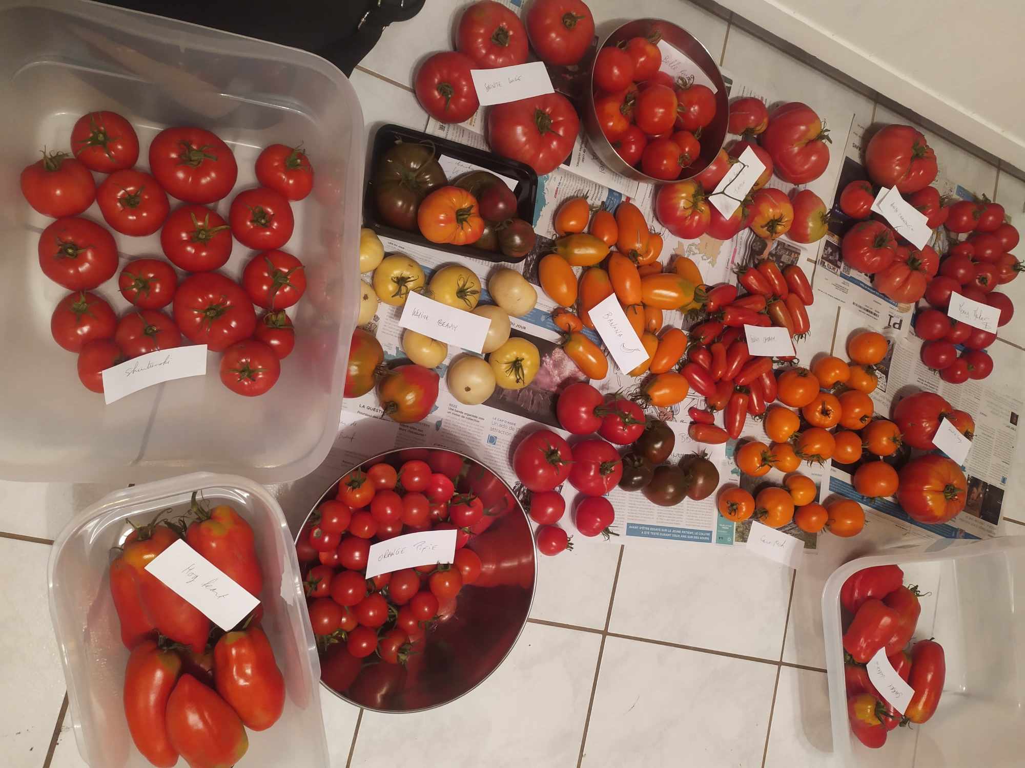 tomate_5.jpg